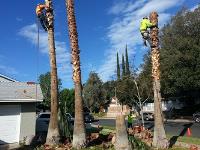 Evergreen Tree service & Landscaping Pro image 1